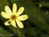 Coreopsis Moonbeam_2013-07-05_3090