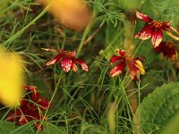 Coreopsis Route 66_2014_09_12_2259