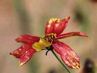 Coreopsis Route-66_2009-10-10_9508