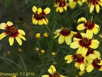 Coreopsis Route-66_2010-07-07_2060
