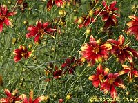 Coreopsis Route-66_2010-08-14_2318