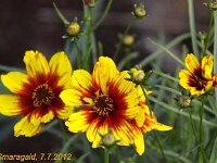 Coreopsis Route-66_2012-07-07_9687