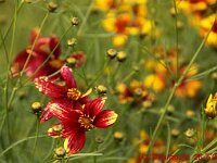 Coreopsis Route-66_2012-07-26_0091