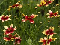 Coreopsis Route-66_2013-07-11_3168