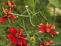 Coreopsis Route-66_2013-09-21_4127