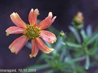 Coreopsis Sienna-Sunset_2009-10-10_9493