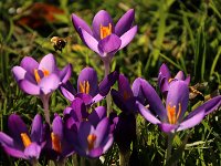 Crocus Bienen_2019_02_15_7824
