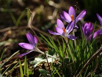 Crocus Elfe_2018_03_05_1996