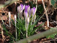 Crocus bicolour_2015_02_21_3357