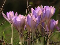 Crocus bicolour_2016_02_06 ev vernus Vanguard_9313