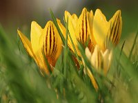 Crocus gelb gestreift_2016_02_06_9301