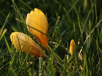 Crocus gelb_2015_02_04_2965
