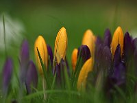 Crocus gelb_2016_02_23 violett_9366