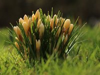Crocus gelb_2017_02_24_4412