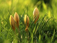 Crocus gelb_2018_01_27_1474