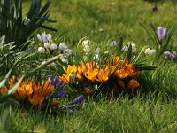 Crocus gelb_2018_03_25_2008