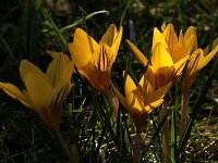 Crocus gelb_2019_02_15_7808