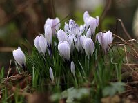 Crocus hellviolett_2017_02_26_4461