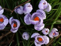 Crocus hellviolett_2018_03_05_1995