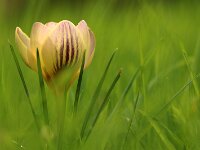 Crocus morbid_2016_02_06_9315