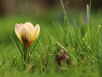 Crocus morbid_2017_02_26_4456