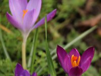 Crocus purple_2016_02_06_9309
