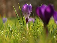 Crocus striped_2015_02_28_3431