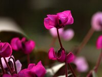 Cyclamen Kalmthout_2018_01_21_1091