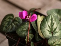 Cyclamen coum Marianne_2016_03_30_9577