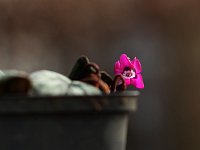 Cyclamen coum Marianne_2017_02_15_4373