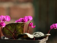 Cyclamen coum Marianne_2017_02_24_4416