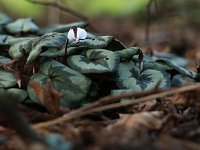 Cyclamen coum Silver Leaf_2017_02_15_4368