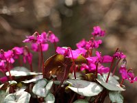 Cyclamen coum Thierry_2015_02_21_3326