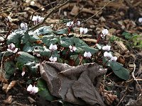 Cyclamen coum_2015_02_21_3361