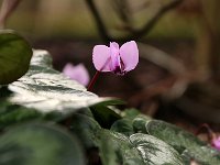 Cyclamen coum_2016_01_31_9255
