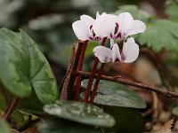 Cyclamen coum_2016_01_31_9256