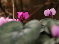 Cyclamen coum_2016_02_06_9294