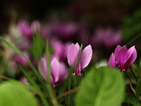 Cyclamen hederifolium_2017_08_25_8942
