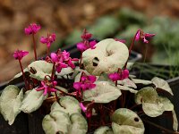 Cyclamen var Dela_2015_02_14_3303