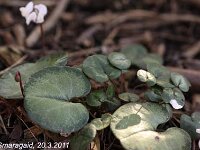 Cyclamen-Coum-Silver-Leaf_2011-03-20_2995