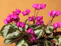 Cyclamen-coum-Dela-Magenta_2014-02-09_5590