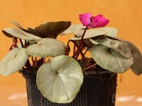 Cyclamen-coum-Dela-Pink-Silver-Leaf_2014-02-09_5600