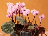 Cyclamen-coum-Dela-Rose_2014-02-09_5593