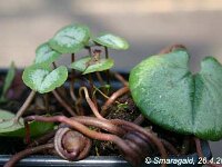 Cyclamen-coum-Silver-Leaf_2009-04-26_4915