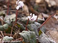 Cyclamen-coum-Silver-Leaf_2012-02-20_7146