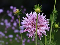 Dahlia Cactus Hy Trio_2017_08_06_8856