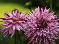 Dahlia Cactus Hy Trio_2017_08_16_8899