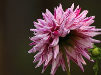 Dahlia Cactus Hy Trio_2017_09_02_9037