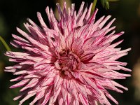 Dahlia Cactus Hy Trio_2019_09_04_0299