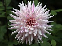 Dahlia Cactus Hy Trio_2020_10_19_02008